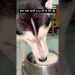 Will you try this?🧊 #ice #summer #husky #dog #shorts Will you try this?🧊 #ice #summer #husky #dog #shorts