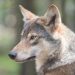 Wolves betrayed: European Parliament bows to politics over science Wolves betrayed: European Parliament bows to politics over science