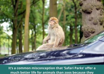 Zoos, Safari Parks and Sanctuaries: What’s the Difference?
