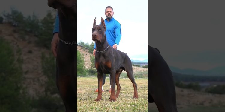 #doberman #erdemayazz #hunterprogeny #puppies #dog #huntervitalscreen #dobermanlove #2023 #hunter