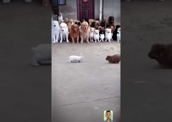 dog and rabbit fighting #bear  #animal #goatlovers #babygoat #funny #cute #goatsounds #baby #dog