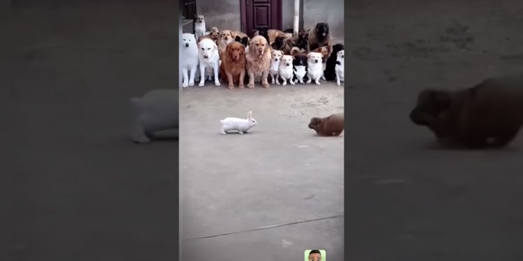 dog and rabbit fighting #bear  #animal #goatlovers #babygoat #funny #cute #goatsounds #baby #dog