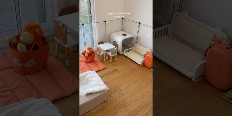 puppy’s apartment upgrade 🐾🐶 #puplove #dog #poodle #asmr #shorts