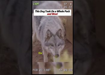 #wildlife #animals #wolf #wildanimals #dog #shorts