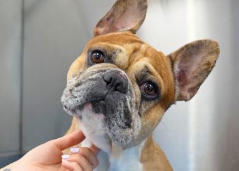 #1 Most Owned Dog Breed In The World…But At What Cost? | French Bulldog
