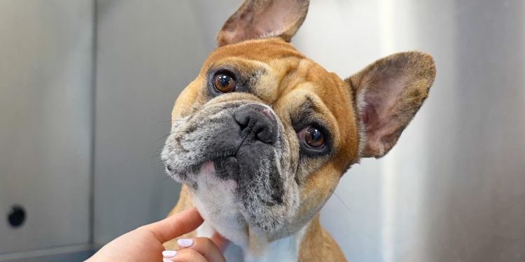 #1 Most Owned Dog Breed In The World…But At What Cost? | French Bulldog