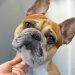 #1 Most Owned Dog Breed In The World…But At What Cost? | French Bulldog #1 Most Owned Dog Breed In The World…But At What Cost? | French Bulldog