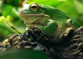 Are The Key Animal Welfare Models Effective For Exotic Pets?