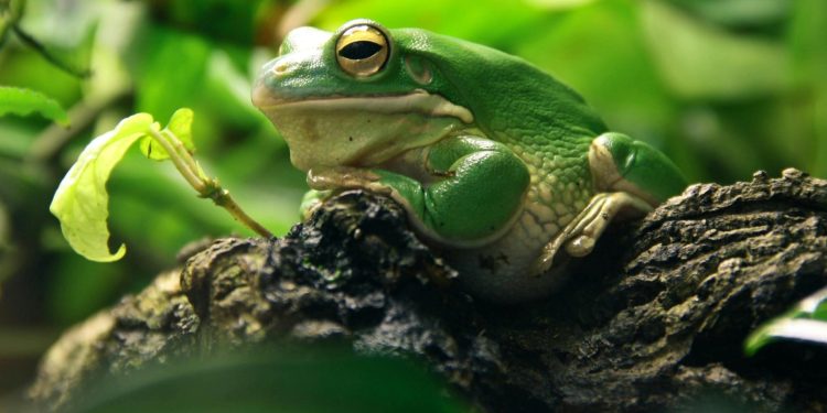 Are The Key Animal Welfare Models Effective For Exotic Pets?