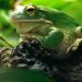 Are The Key Animal Welfare Models Effective For Exotic Pets? Are The Key Animal Welfare Models Effective For Exotic Pets?