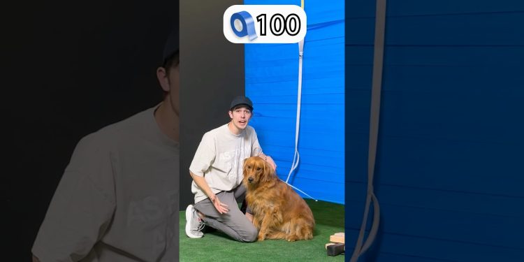 Dog vs Tape 🚫