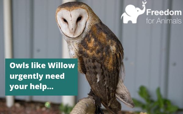 Donate to help birds of prey