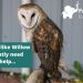 Donate to help birds of prey Donate to help birds of prey