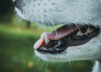 5 Things You Should Know about Dog Teeth Loss