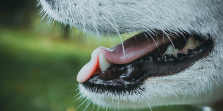 5 Things You Should Know about Dog Teeth Loss