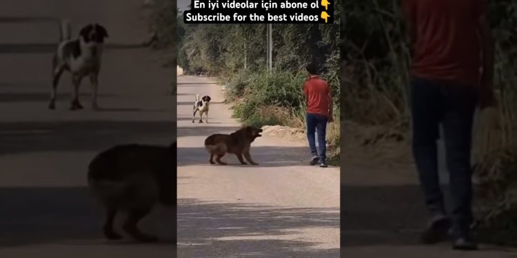 ANGRY DOG #doglover #dog #dogs #dogshorts #youtubeshorts #subscribe #shorts #youtube #like #love