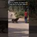 ANGRY DOG #doglover #dog #dogs #dogshorts #youtubeshorts #subscribe #shorts #youtube #like #love ANGRY DOG #doglover #dog #dogs #dogshorts #youtubeshorts #subscribe #shorts #youtube #like #love