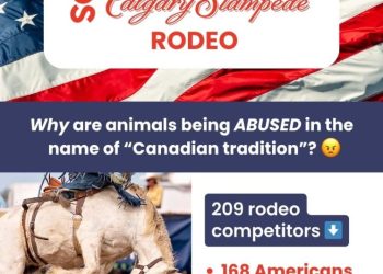 Calgary Stampede Animal Cruelty: American Riders, Canadian Victims
