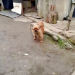 Chained Dog Begs Woman Not To Take Her Last Puppy Away Chained Dog Begs Woman Not To Take Her Last Puppy Away
