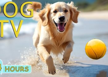 DOG TV: Video Entertain Anti-Anxiety & Calm Dogs When Home Alone – Best Collection Music for Dogs