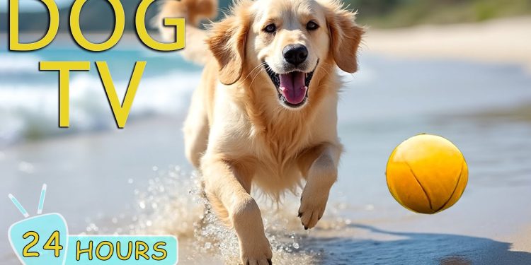 DOG TV: Video Entertain Anti-Anxiety & Calm Dogs When Home Alone – Best Collection Music for Dogs