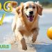 DOG TV: Video Entertain Anti-Anxiety & Calm Dogs When Home Alone – Best Collection Music for Dogs DOG TV: Video Entertain Anti-Anxiety & Calm Dogs When Home Alone – Best Collection Music for Dogs