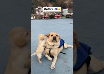 Dekha tenu 😍 || labra rubi || #youtubeshorts #shorts #labrador #dog #funny #cute #trending #songs