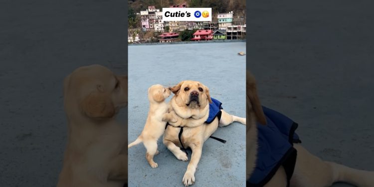Dekha tenu 😍 || labra rubi || #youtubeshorts #shorts #labrador #dog #funny #cute #trending #songs