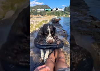Dog Steals Slipper for the Cutest Reason😍