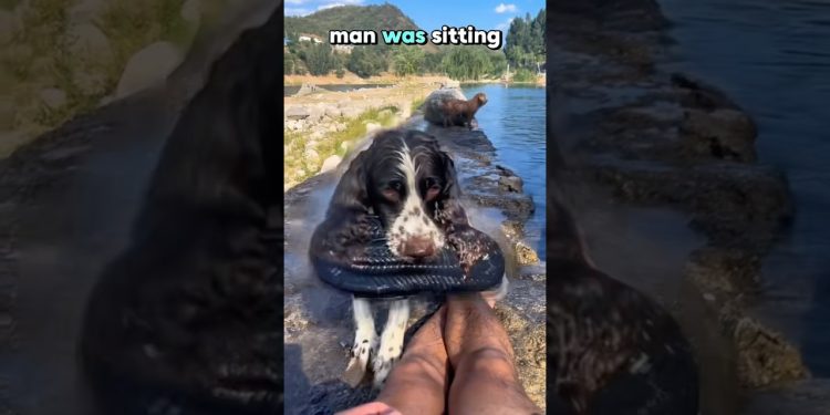 Dog Steals Slipper for the Cutest Reason😍