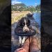 Dog Steals Slipper for the Cutest Reason😍 Dog Steals Slipper for the Cutest Reason😍