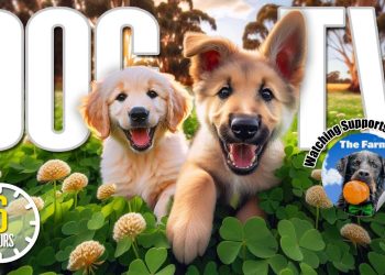 Dog TV for Dogs to Watch 🐶 Entertainment for Dogs 🎵 Relaxing Dog Music & Anti Anxiety Dog Home Alone