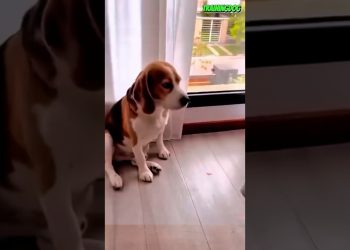 🐕❤️ Dogs Are Always Gentle with Children #dog #puppy #dogtraining #pets #belgianmalinois #k9