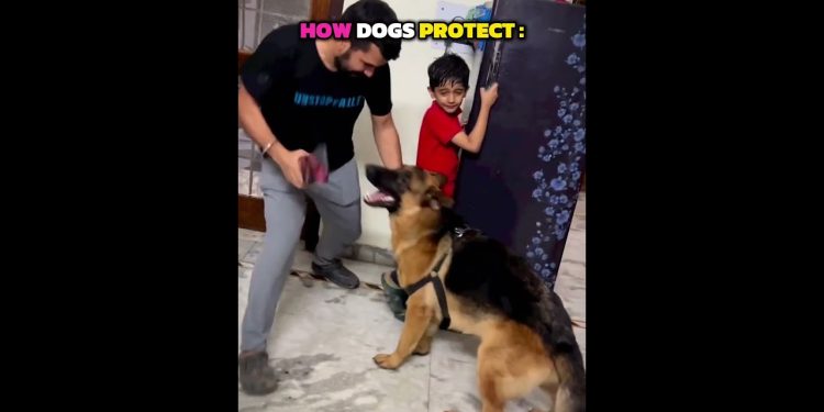 Dogs Protection Vs Cats Protection 💀