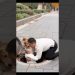 “Family’s Guardian Angel Dog”#dog #pets #shorts “                 Video Content Intended for Adults” “Family’s Guardian Angel Dog”#dog #pets #shorts “                 Video Content Intended for Adults”