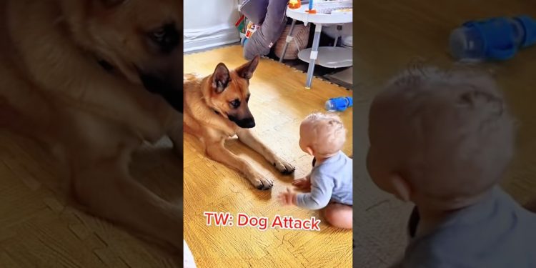🐕❤️ Gentle Hearts: Dogs and Their Little Humans #dog #puppy #k9 #germanshepherd #dogtraining #pets