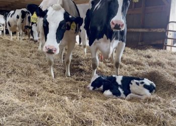 Inside a New Dairy Investigation