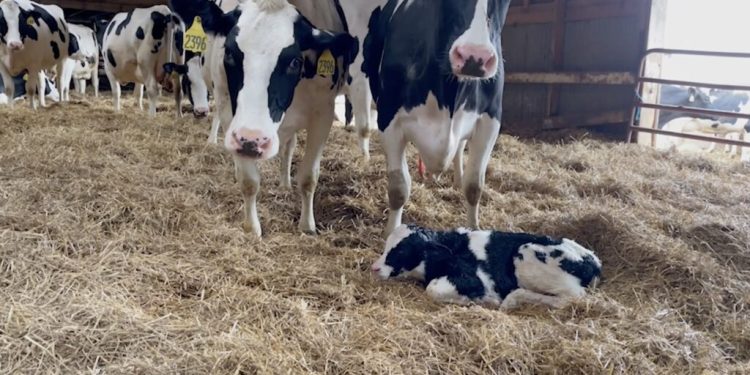 Inside a New Dairy Investigation