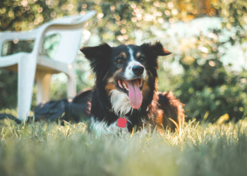 Keeping Your Dog Cool in The Summer Heat