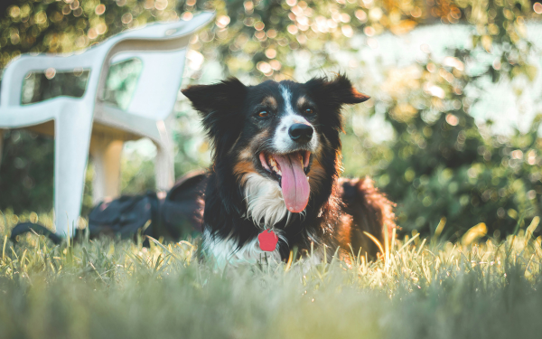 Keeping Your Dog Cool in The Summer Heat