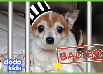 Little Grumpy Dog Is A BAD BOY… Or Is He? | Animal Videos For Kids | Dodo Kids