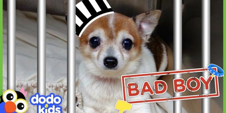 Little Grumpy Dog Is A BAD BOY… Or Is He? | Animal Videos For Kids | Dodo Kids