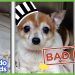 Little Grumpy Dog Is A BAD BOY… Or Is He? | Animal Videos For Kids | Dodo Kids Little Grumpy Dog Is A BAD BOY… Or Is He? | Animal Videos For Kids | Dodo Kids