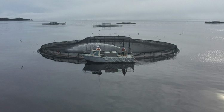 Marine Aquaculture: A Sea Of Problems?