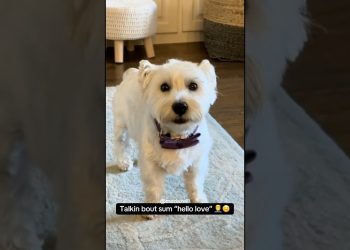 My Dog Can Talk 🥱