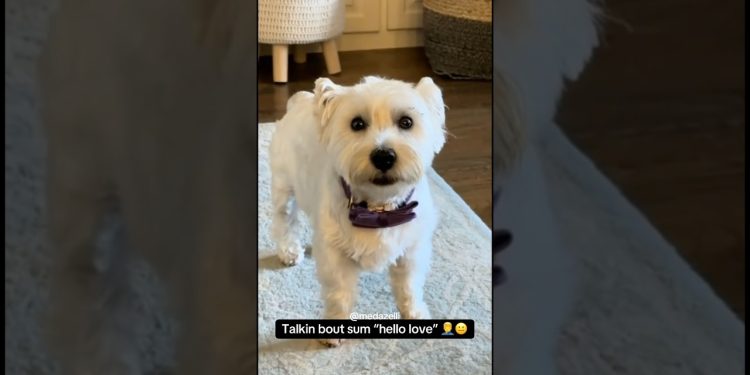 My Dog Can Talk 🥱