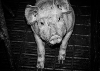 Representative Escobar Announces Federal Legislation to Protect Downed Pigs