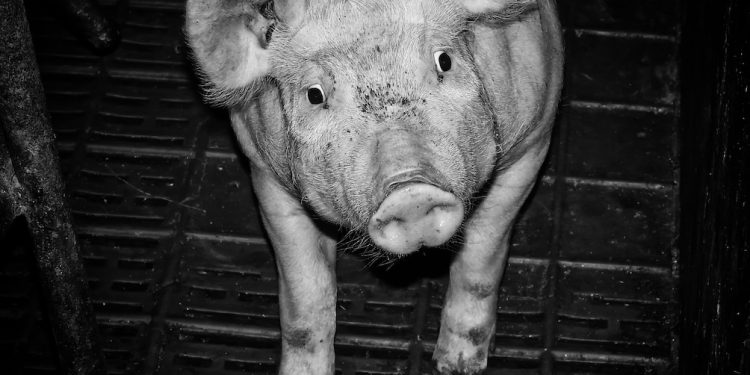 Representative Escobar Announces Federal Legislation to Protect Downed Pigs