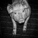 Representative Escobar Announces Federal Legislation to Protect Downed Pigs Representative Escobar Announces Federal Legislation to Protect Downed Pigs