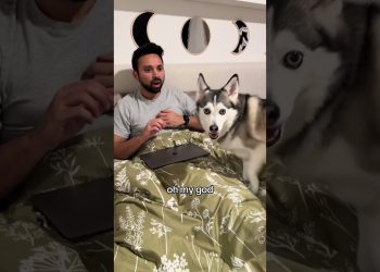 Smart dog👀🥰 #funny #dog #pets